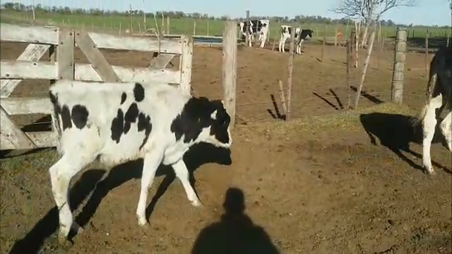 Lote 21 Terneros Holando Argentino en Morteros, Córdoba