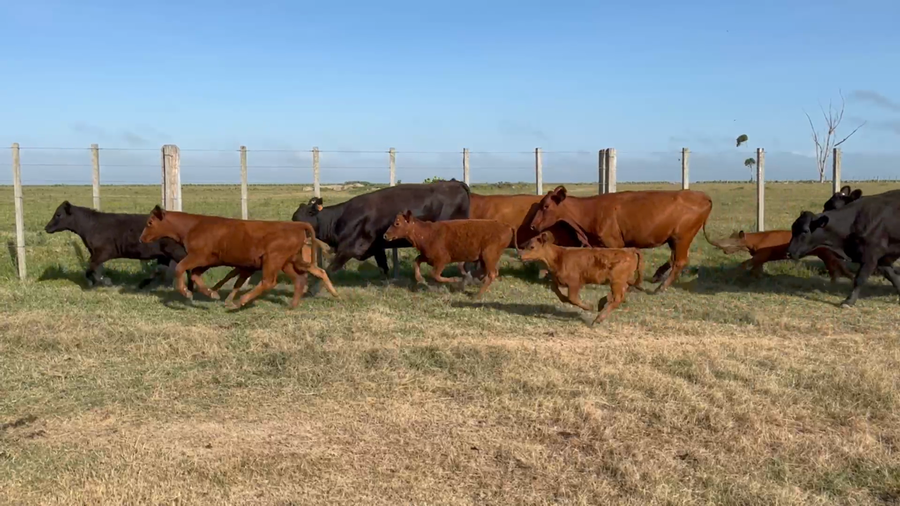 Lote 328 Piezas de cría en Costas de Ayala, Treinta y Tres