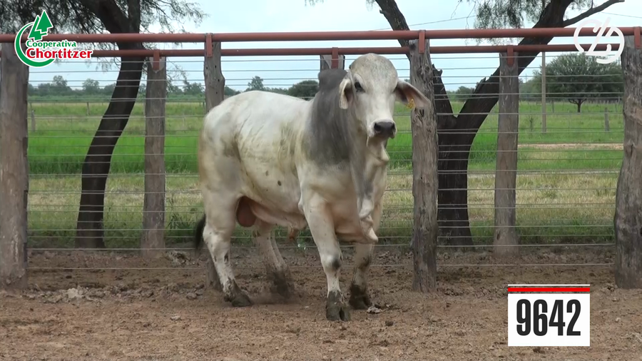Lote Toros Brahman