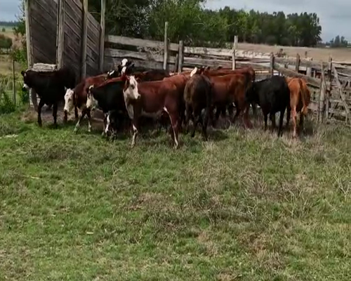 Lote TERNEROS