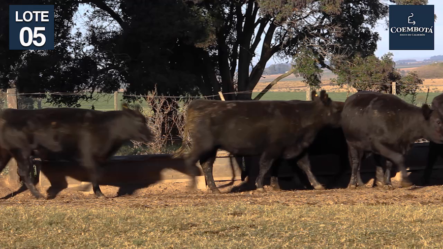 Lote CABAÑA "COEMBOTA" DE CALDERON VIENTRES PC Y MAS NEGROS PREÑADOS