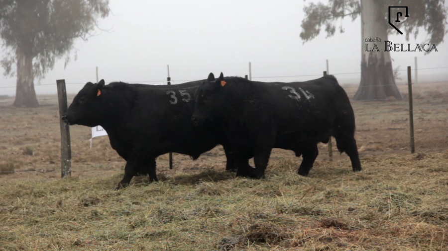Lote TOROS PUROS CONTROLADOS