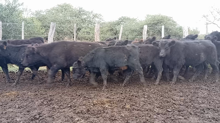 Lote 37 Terneros/as