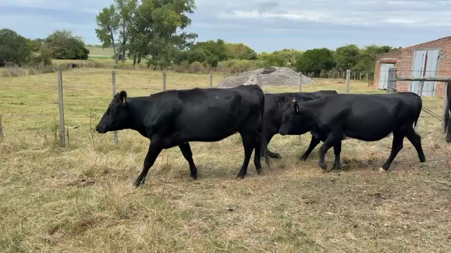 Lote VAQUILLONA ENTORADA