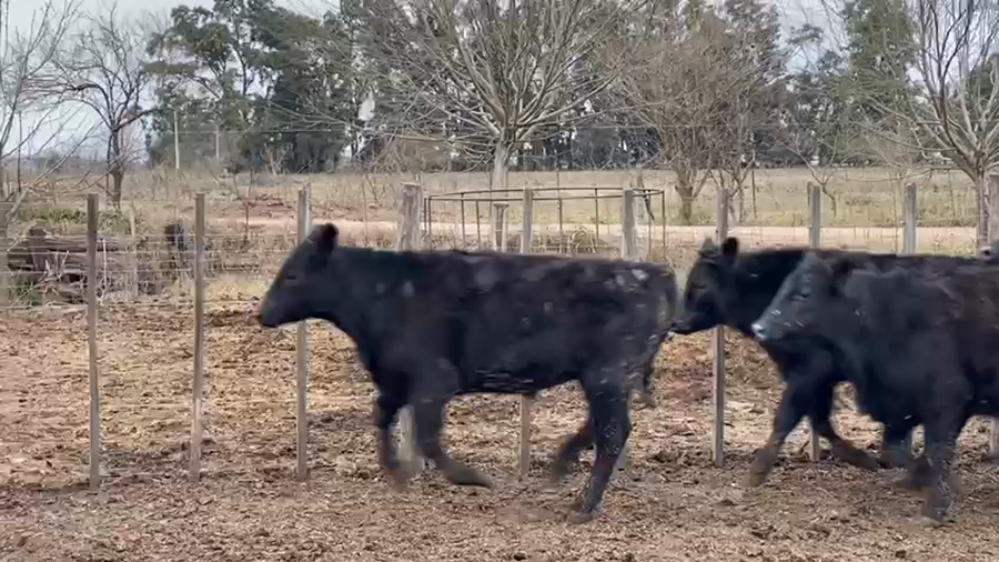 Lote 26 Novillitos en Navarro, Buenos Aires