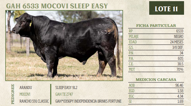 Lote LOTE 11