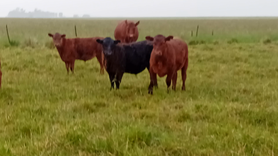 Lote 63 Terneros Gral. Lamadrid