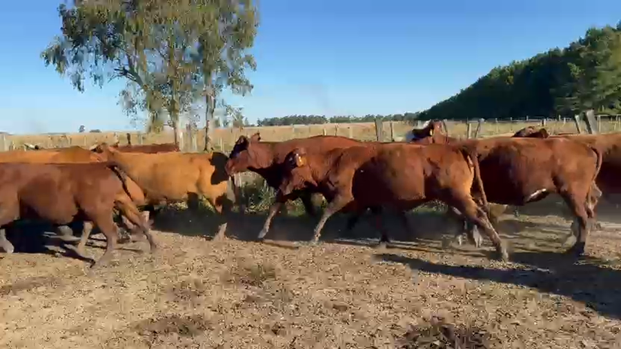 Lote 50 Vacas usadas preñadas en Corrientes, Paso de Los Libres