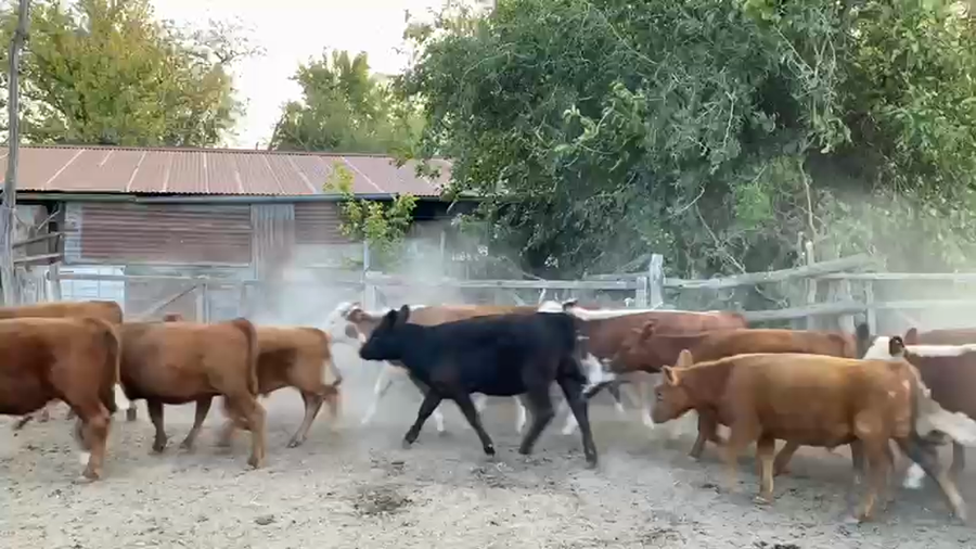 Lote 45 Terneros/as en Gral. Las Heras, Buenos Aires