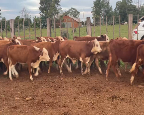Lote 210 Terneros en Ituzaingó, Corrientes