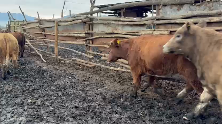 Lote 50 Vaquilla Gorda en Codegua, VI Región O-Higgins