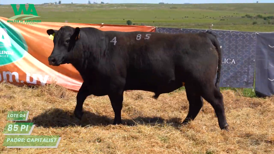 Lote (Eliminado)3 Toros a remate en Cabaña La Republica, Tacuarembó