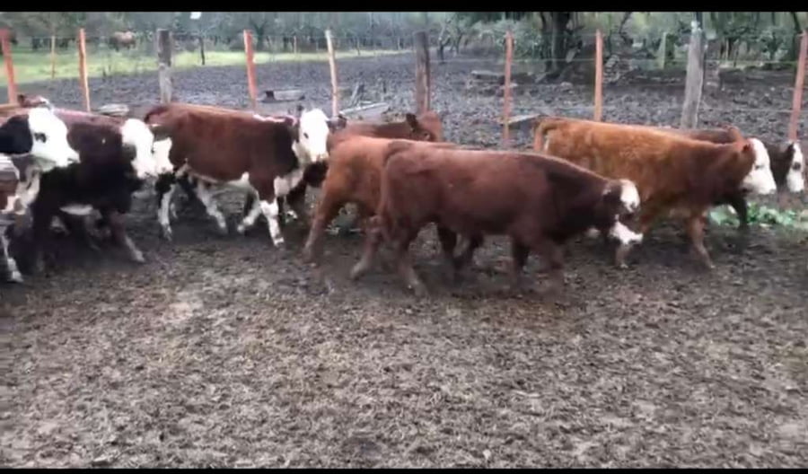 Lote 160 Terneros/as en Victoria, Entre Ríos