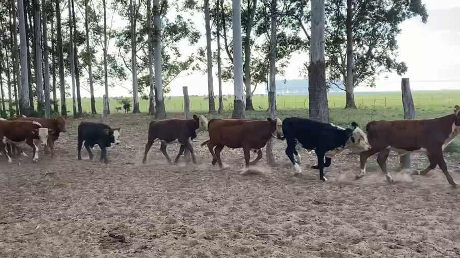 Lote 75 Terneros en Esquina, Corrientes