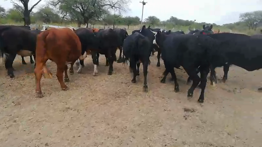Lote 37 Vacas de invernar en Federal, Entre Ríos