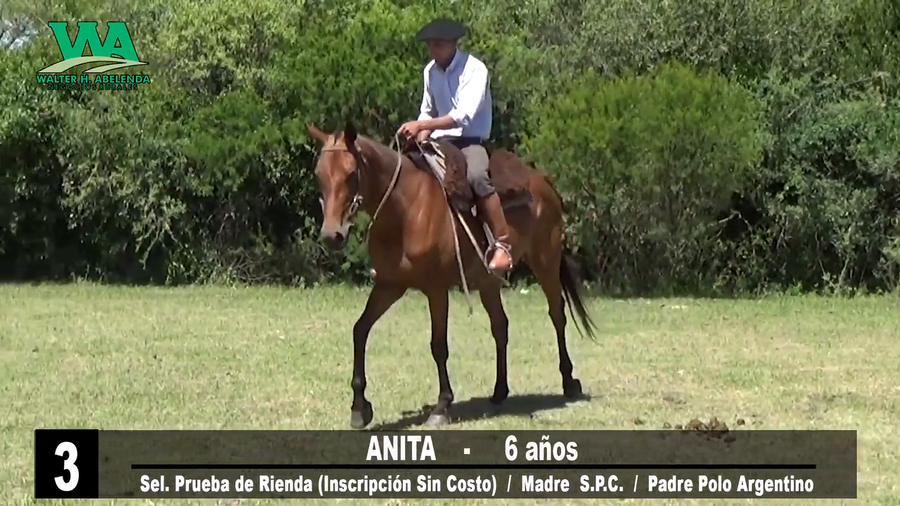 Lote ANITA