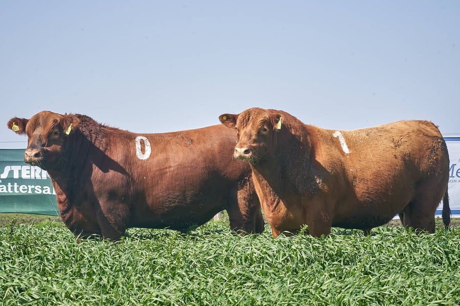 Lote "ME KEN" TOROS ANGUS P.P.