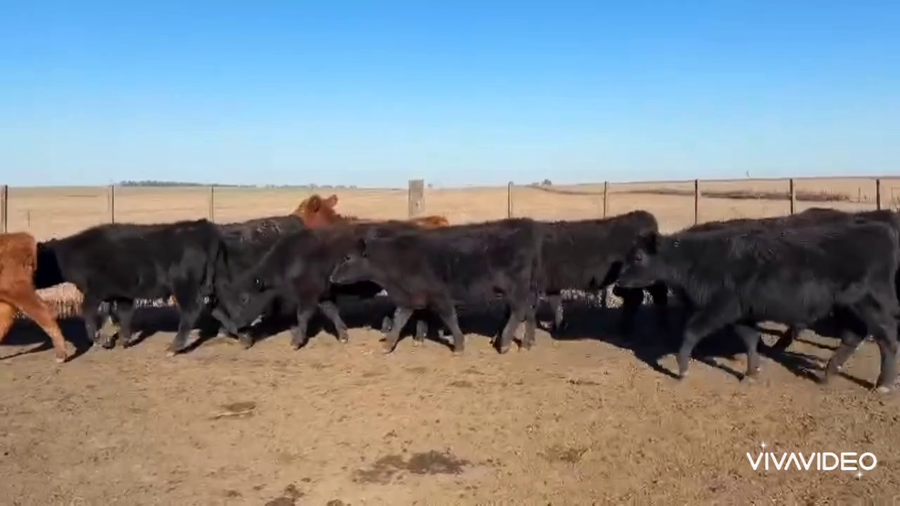 Lote 70 Terneros en Olavarría, Buenos Aires