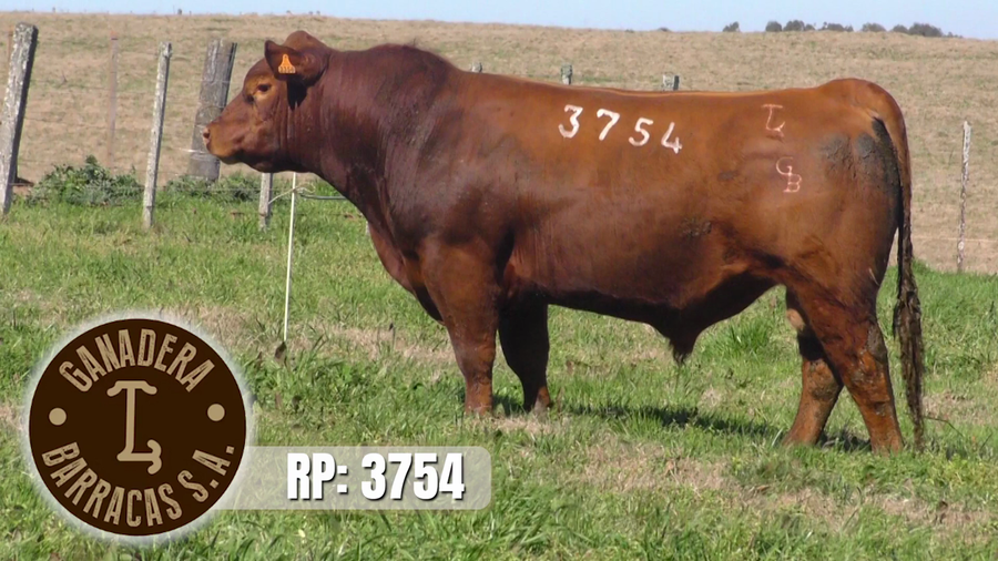 Lote (Vendido)Toros a remate en Ganadera Barracas S.A en Caraguata