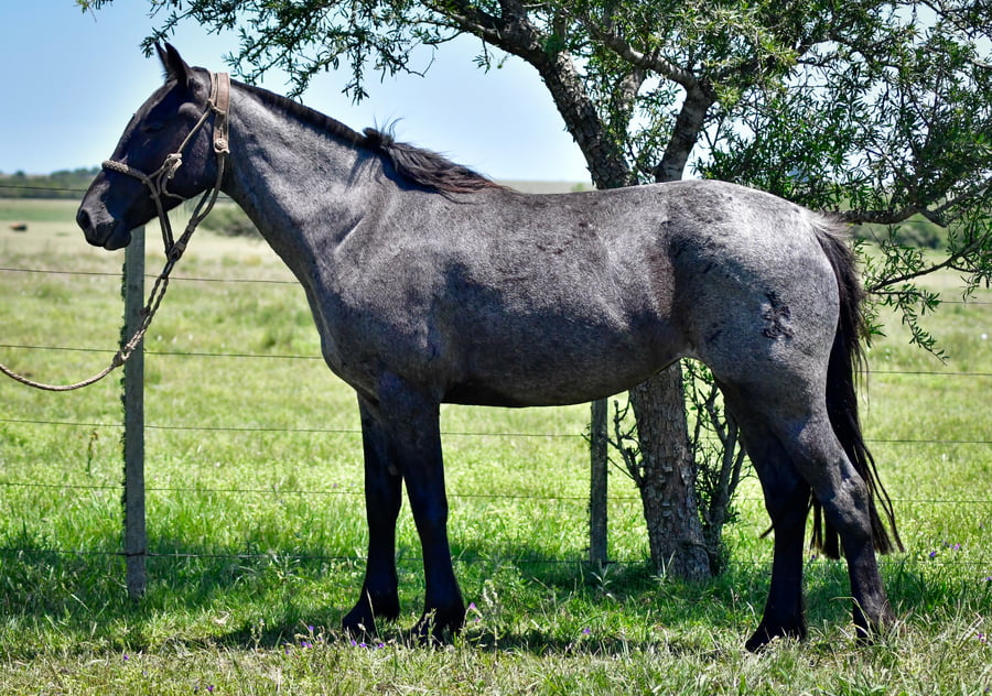Lote Mambanegra La Garrapata