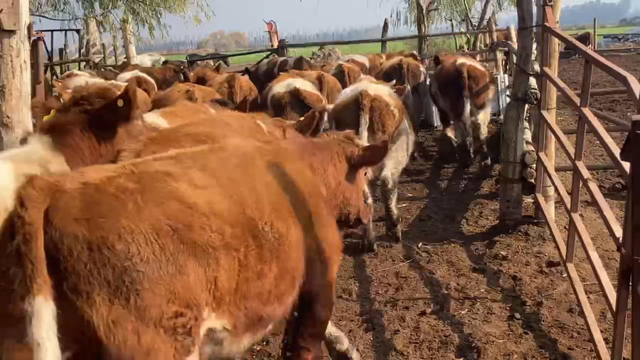 Lote 50 Novillo Engorda en María Pinto, Región Metropolitana