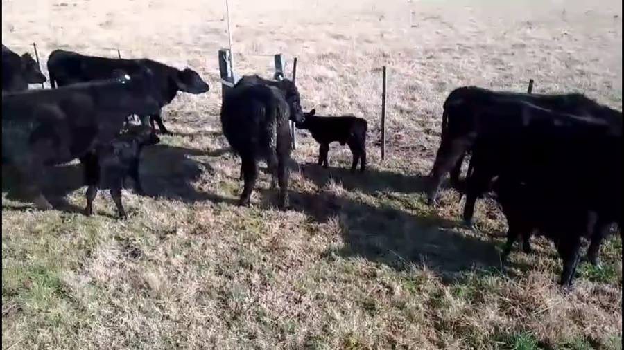 Lote 28 Vaquillonas C/ cria