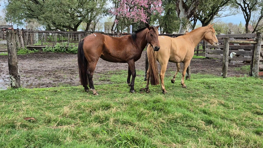 Lote 2 Yeguas Montadas en Corrientes, Curuzu Cuatia