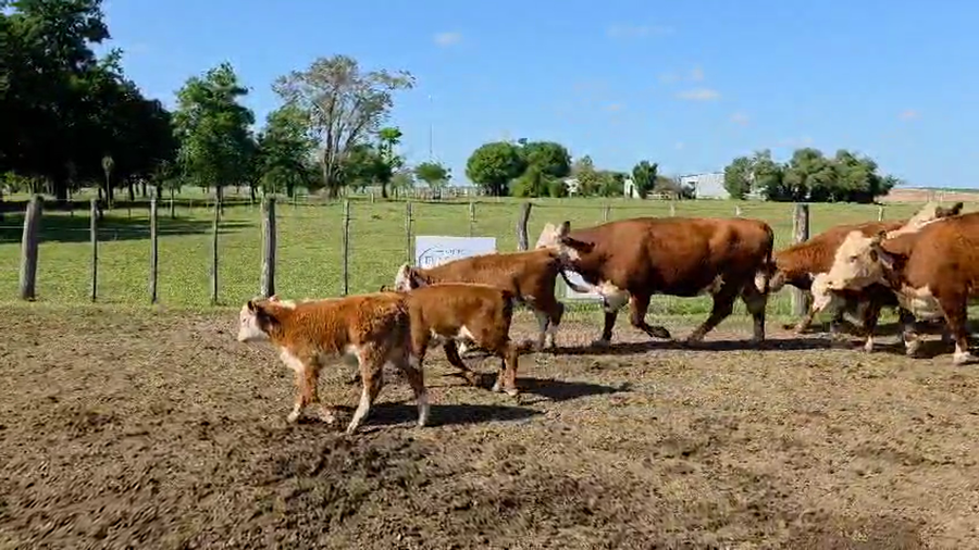 Lote 48 Vacas CUT con cría
