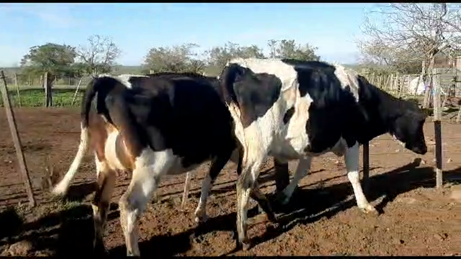 Lote 2 vaquillonas holando proximas