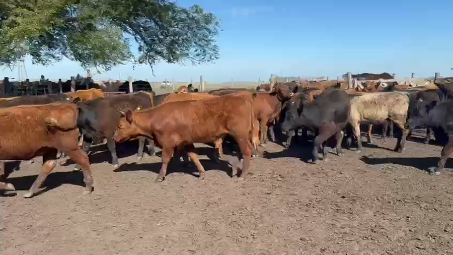 Lote 70 Terneras