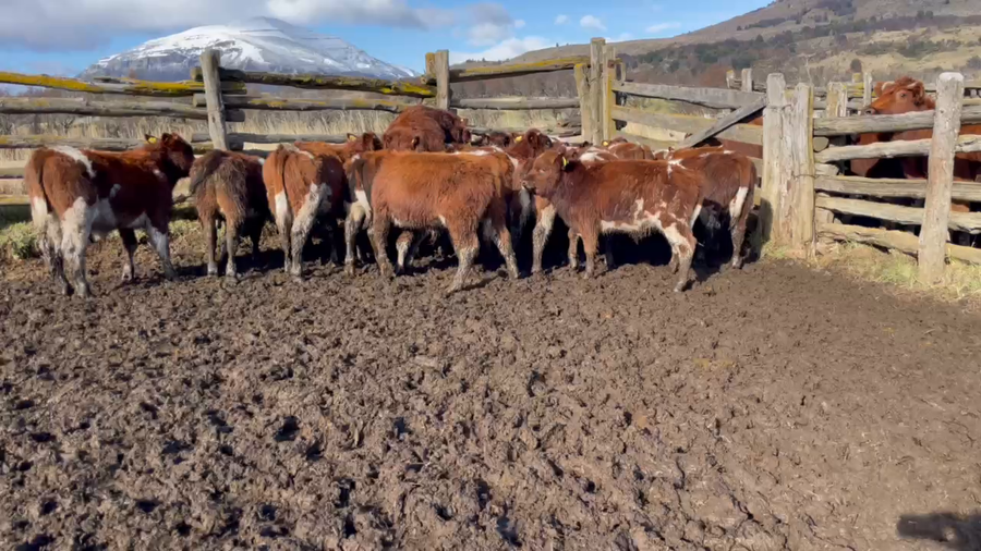 Lote 30 Ternero en Coyhaique, XI Región Aysén