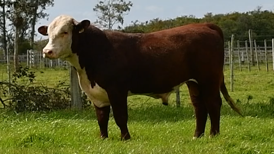 Lote Toros Hereford