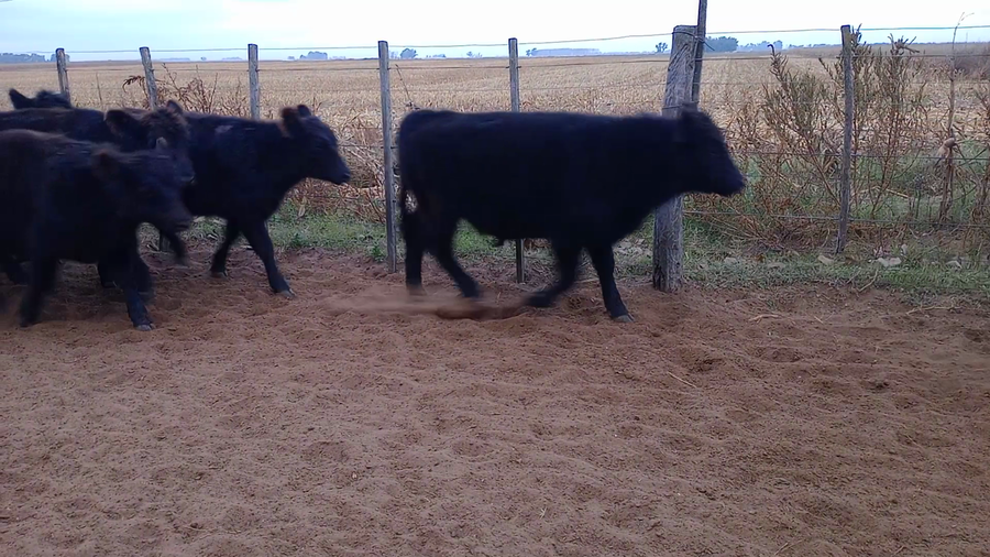 Lote 65 Terneros/as en Salazar