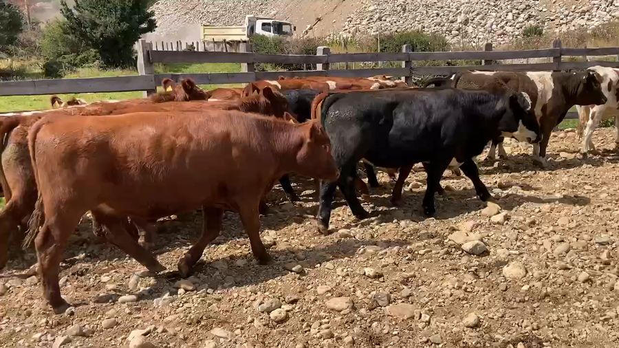 Lote 50 Novillo Engorda en Aysén, XI Región Aysén