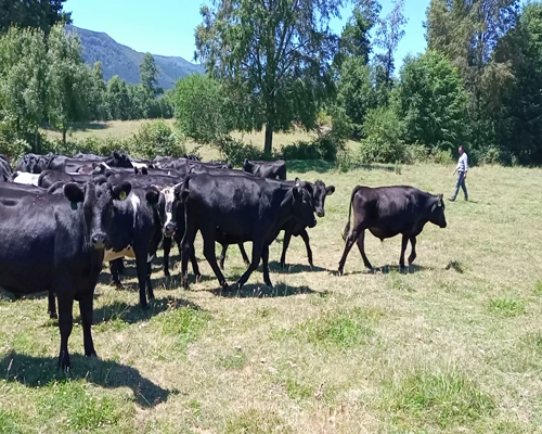 Lote 46 Novillo Engorda en Cunco, IX Región Araucanía