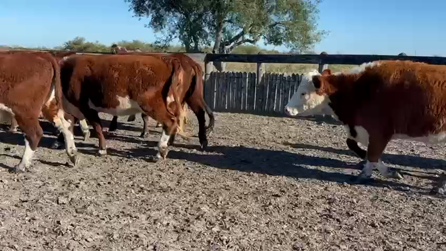 Lote 40 Vacas de invernar