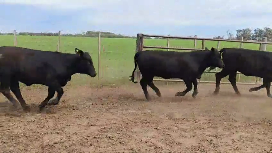 Lote 110 Terneras en Córdoba, Villa María