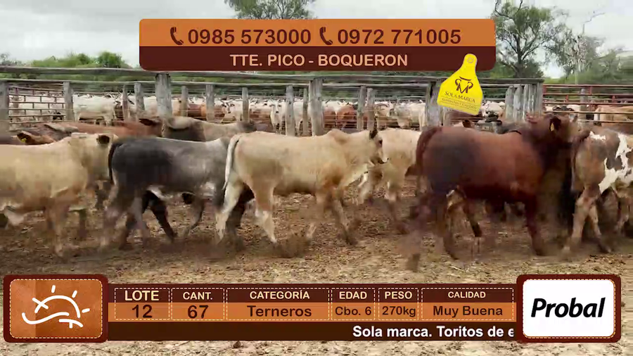 Lote Terneros Cbo 6