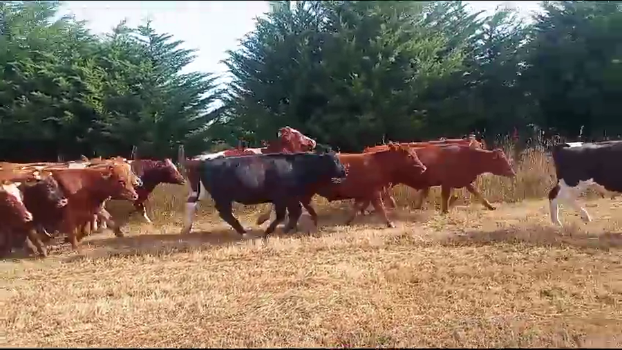Lote 55 Novillo Engorda en Osorno, X Región Los Lagos