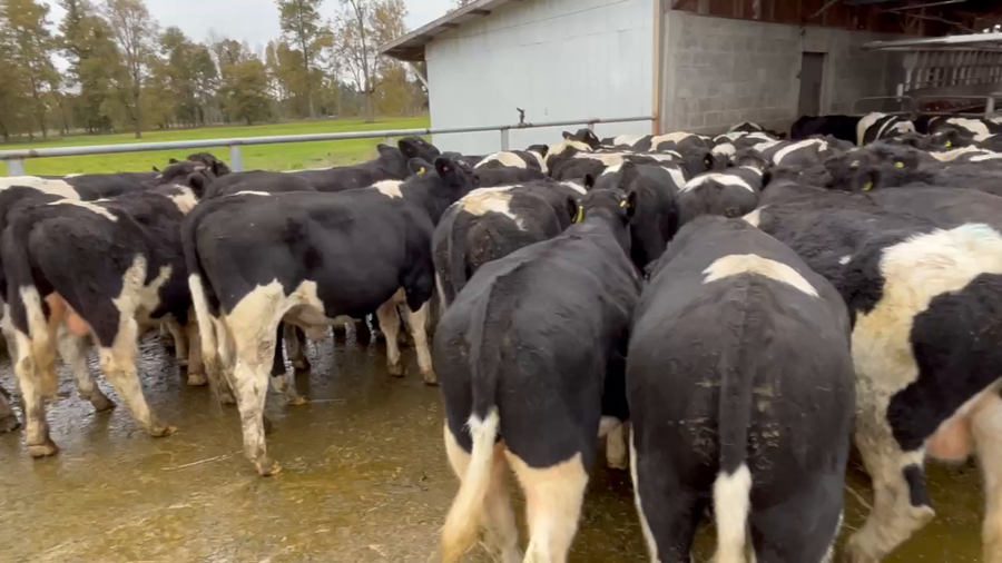 Lote 67 Ternero en Río Bueno, XIV Región Los Ríos