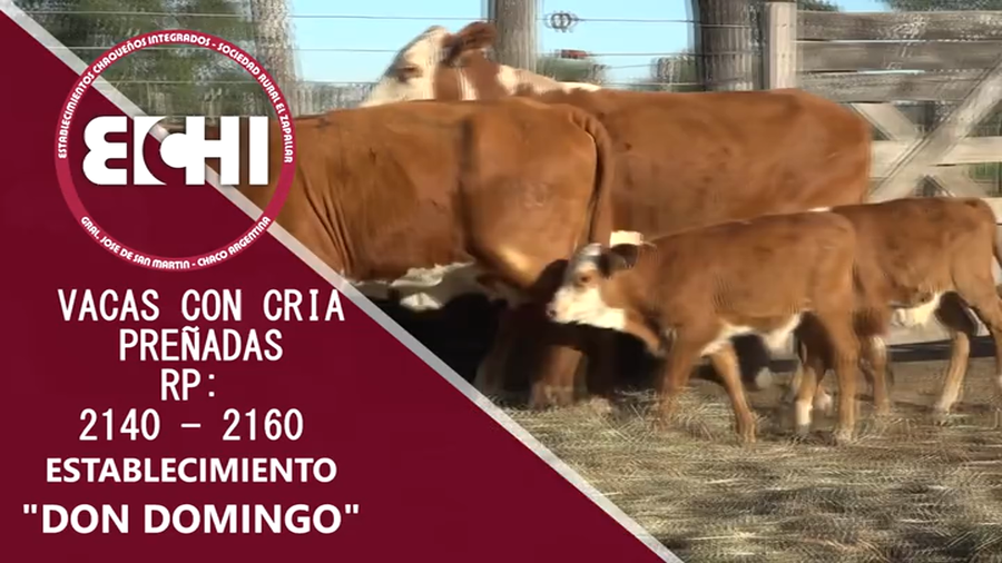 Lote VACAS PREÑADAS BRAFORD CABAÑA DON DOMINGO