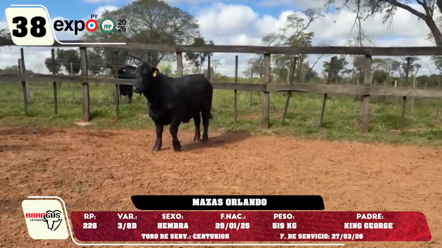 Lote LOTE 38