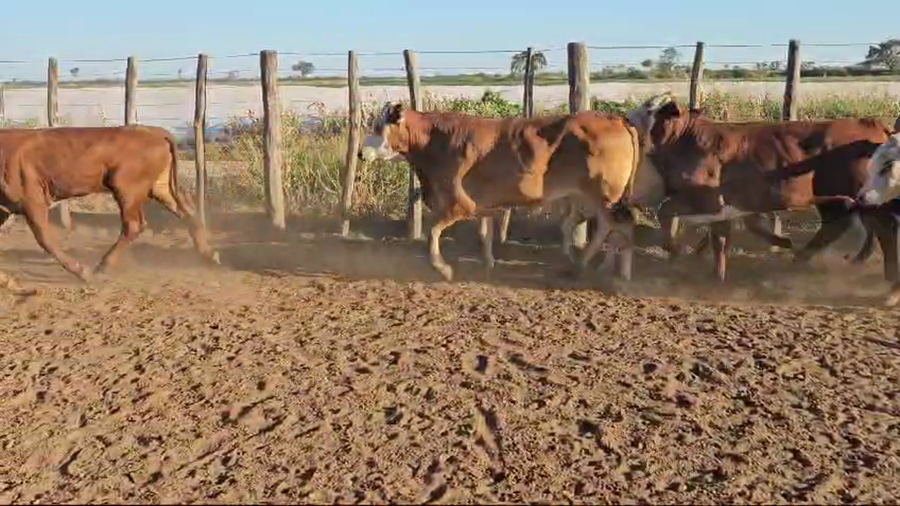 Lote 105 Terneros en Bandera, Santiago del Estero
