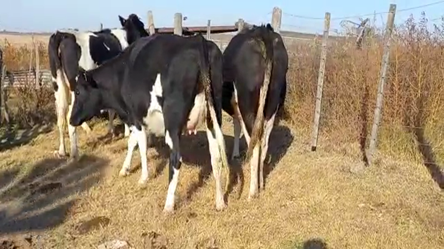 Lote El Cardenal  - Vaquillonas Preñadas