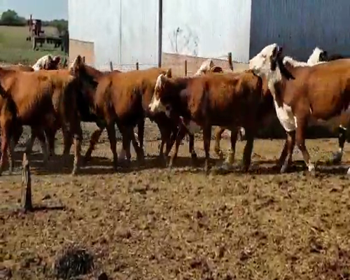 Lote 56 Terneros/as en Villaguay, Entre Ríos