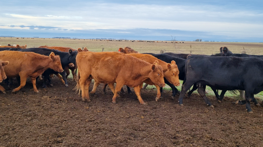 Lote 55 Vacas CUT preñadas en Buenos Aires, Tapalqué
