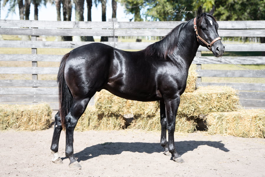 Lote HAS DINGO SANBELL CACH