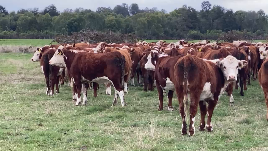 Lote 55 Vaquilla Engorda en Frutillar, X Región Los Lagos