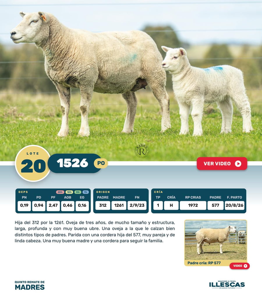 Lote Lote 20