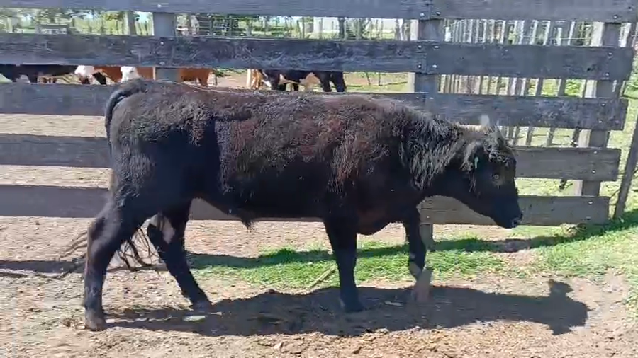 Lote Toros a remate en Pantalla Camy 300kg - , San José